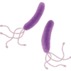 ピロリ菌 の紹介画像